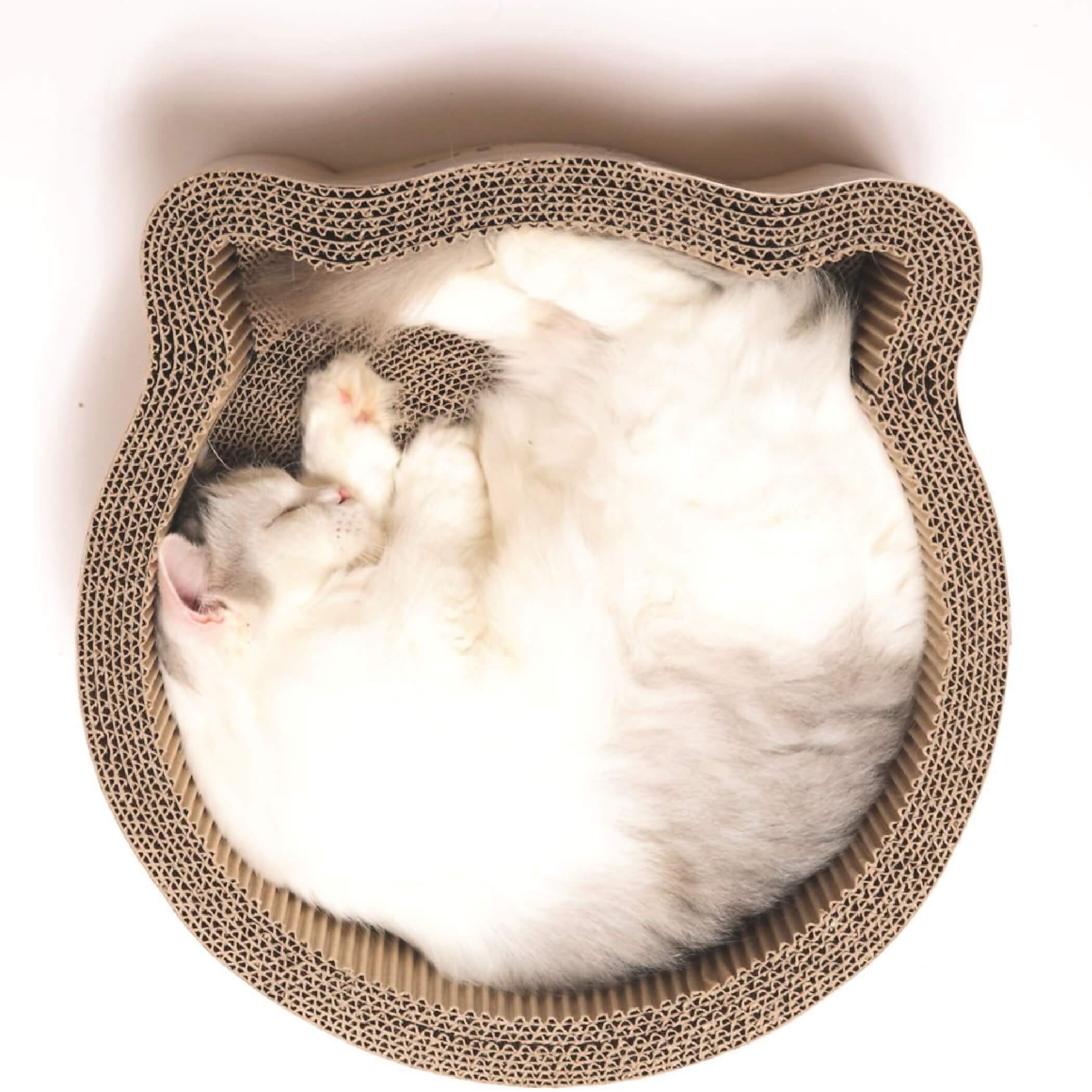 GRIFFOIR EN FORME DE TÊTE DE CHAT gallery