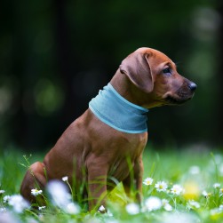 BANDANA ULTRA REFROIDISSANTE gallery thumb